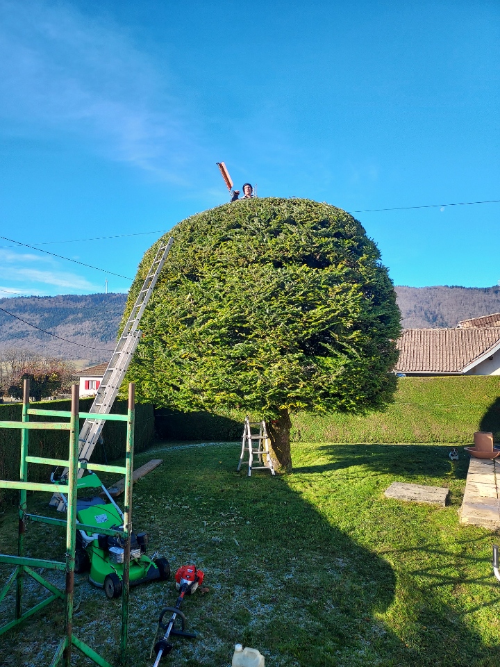 Tonte de Pelouse Oyonnax Entretien et Taille de Haies — free download